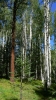 PICTURES/Flagstaff Hiking/t_Trees3.JPG